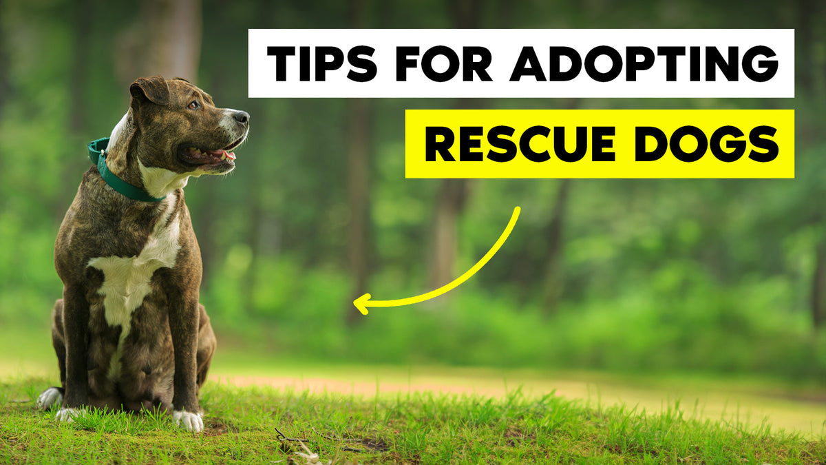 Tips for Bringing Home a Rescue Dog | The Brooklyn – The Brooklyn Pet Store