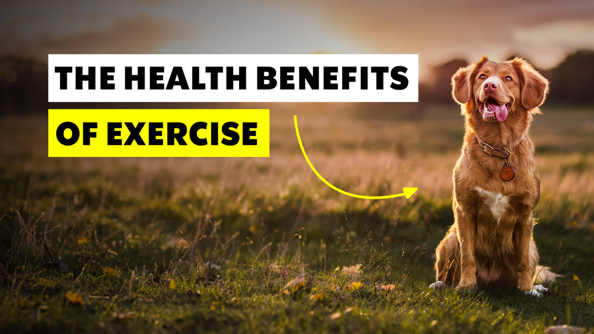 The Health Benefits of Regular Exercise for Dogs | The Brooklyn – The ...