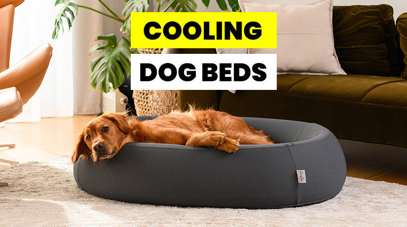 Is a Cooling Dog Bed Worth It in Summer?