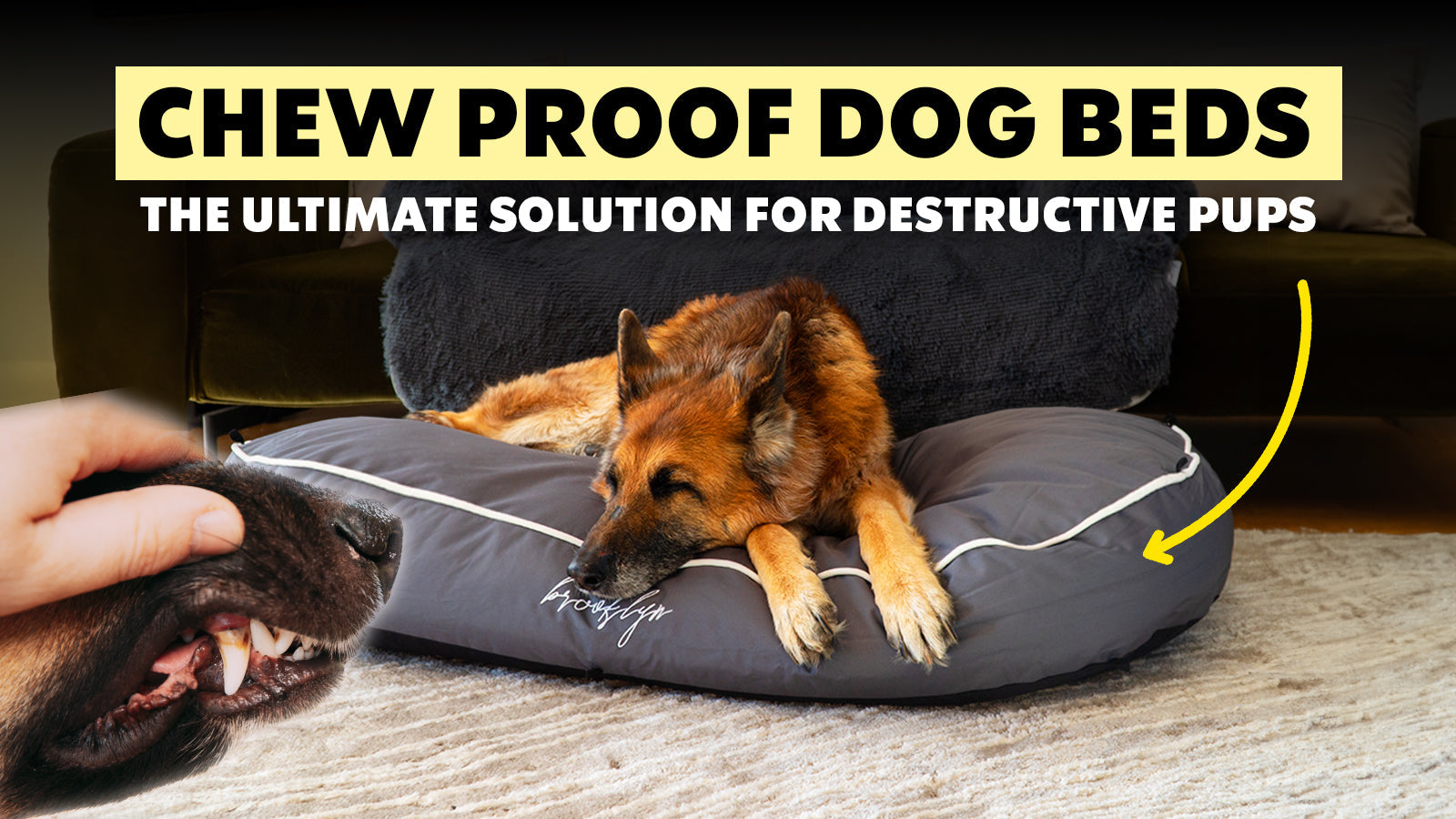 Chew-Resistant Dog Beds: The Ultimate Solution for Destructive Pups