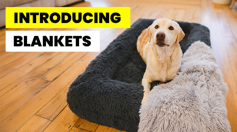 How to Introduce a Calming Blanket to Your Pet Without Resistance