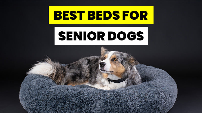 How Do I Choose the Perfect Dog Bed for Ageing Pets?