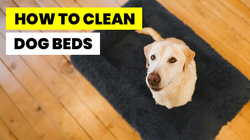 How to Clean a Dog Bed- A Detailed Guide