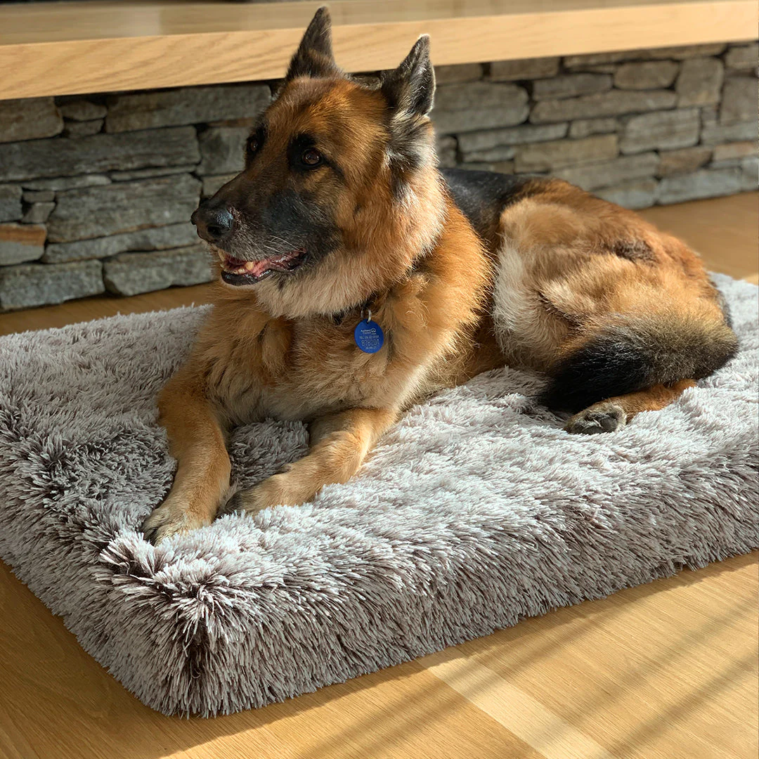 What’s the Easiest Way to Wash and Maintain Large Memory Foam Dog Beds?