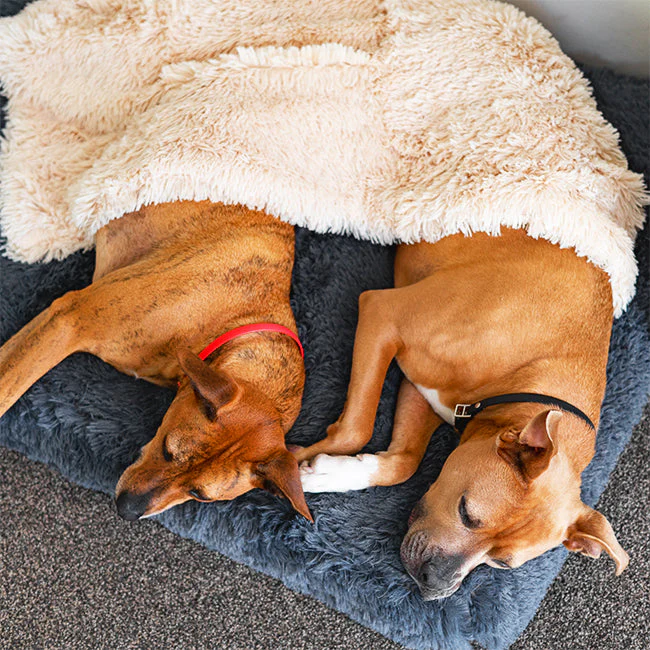 How often should I replace my dog’s memory foam bed?