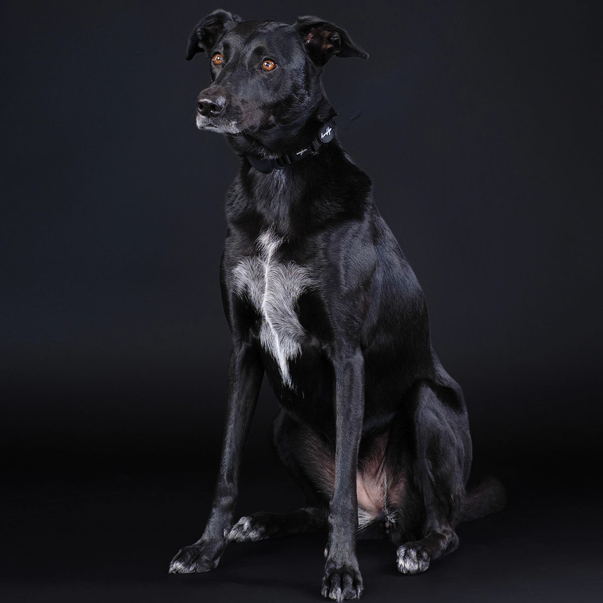 Brooklyn® Featherlight Dog Collar