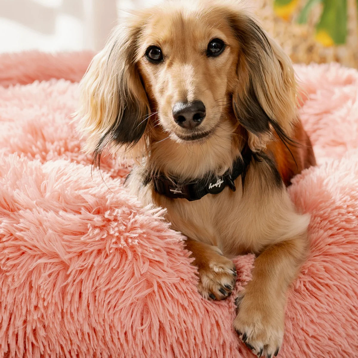 Ultimate Puppy Starter Bundle