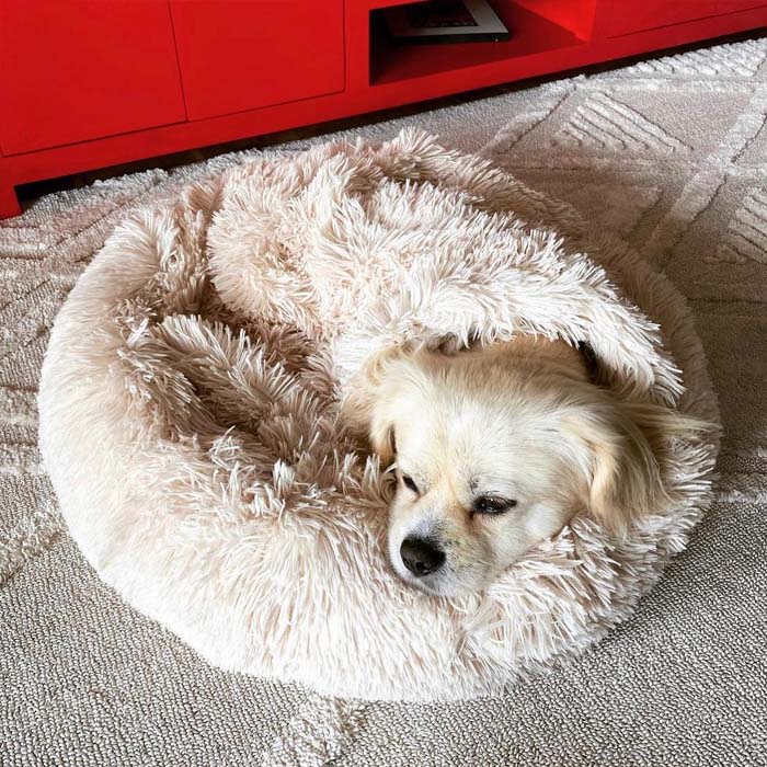 Ultimate Puppy Starter Bundle