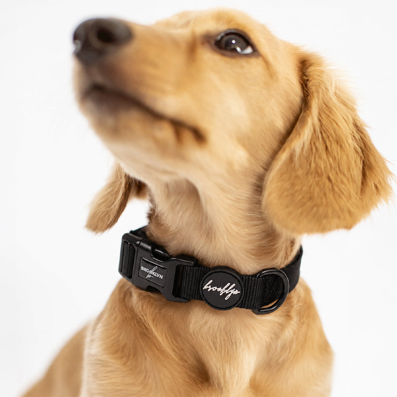 Brooklyn® Ultra Dog Collar
